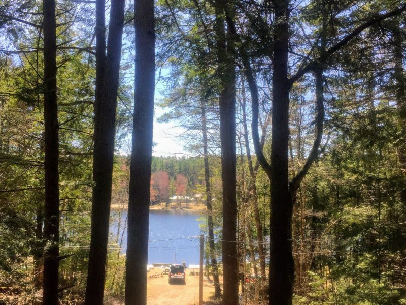 Tall pines with the lake beyond and the path down to the beach